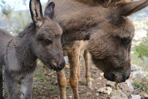 foal, donkey with mom, Equus asinus, Equus africanus asinus with foal grazes on home farm in mountains pastures on sunny day, freight transport, field work, symbol of stubbornness, stupidity