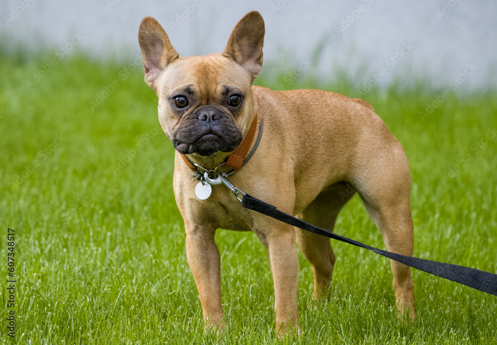A young female French Bulldog stands and looks into a camera on a sunny evening. Close-up portrait of a female French Bulldog with green background.