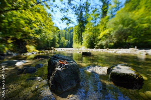 halb ausgetrockneter Fluss  trockenes Blatt auf einem Stein  Klimawandel live.