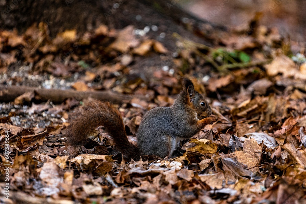 Closeup of an adorable squirrel on the ground in the forest Closeup of an adorable squirrel on the ground in the forest