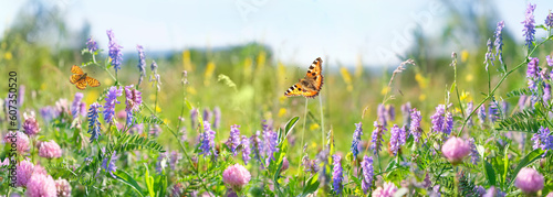 colorful flowers and fly butterflies close up on meadow, sunny natural abstract background. beautiful rustic floral countryside landscape. peaceful harmony wildnature atmosphere. banner.