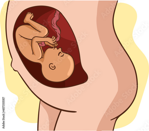 baby in womb vector drawing.A pregnant woman is in the belly of her baby vector illustration