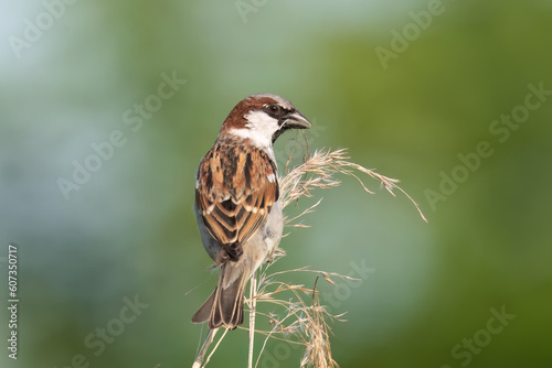  Der Haussperling (Passer domesticus) – auch Spatz oder Hausspatz genannt 