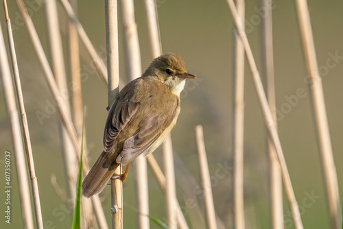 Der Teichrohrsänger (Acrocephalus scirpaceus) photo