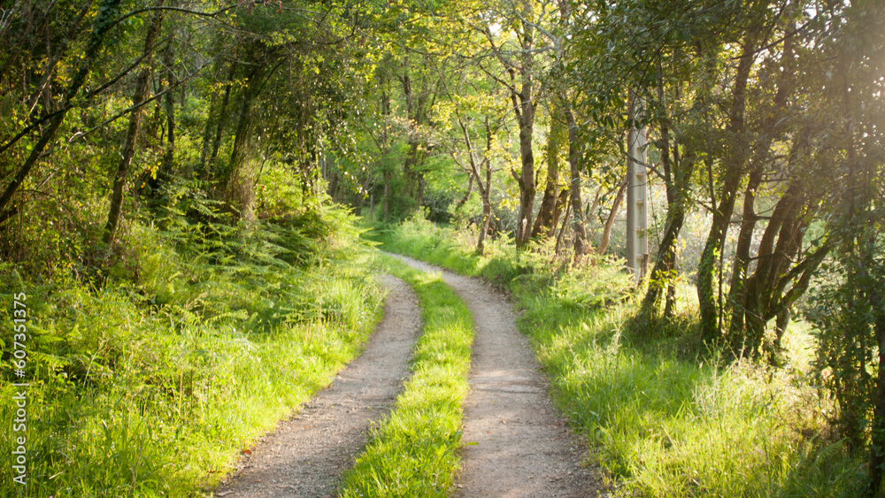 Curva en camino rural en bosque Curva en camino rural en bosque