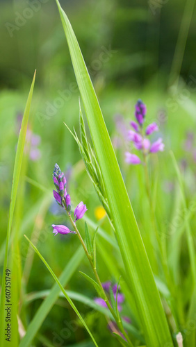 Flores moradas y púrpuras en tallos silvestres en pradera de hierba