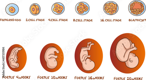 Diagram showing human embryonic and foetal development vector illustration