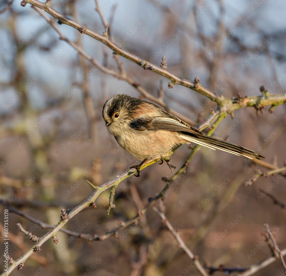 Obraz premium Small long-tailed tit perched atop a sunlit tree branch