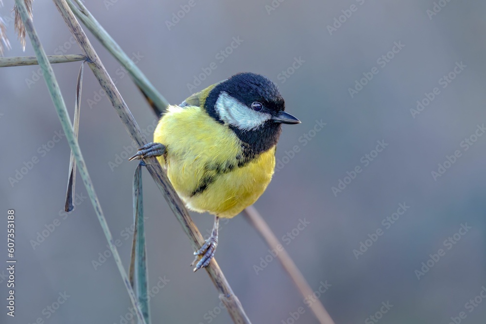 Obraz premium Closeup of a great tit bird perched on a tree branch in a field