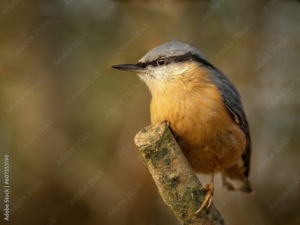 Closeup of a small Eurasian nuthatch perched on a tree branch in a field Closeup of a small Eurasian nuthatch perched on a tree branch in a field
