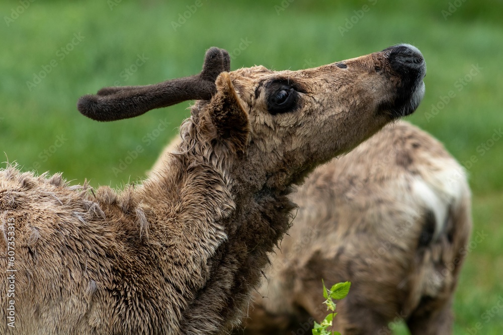 Fototapeta premium Closeup shot of deer in the field