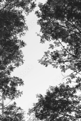 Black and white shot of leaves in the background of the clear white sky