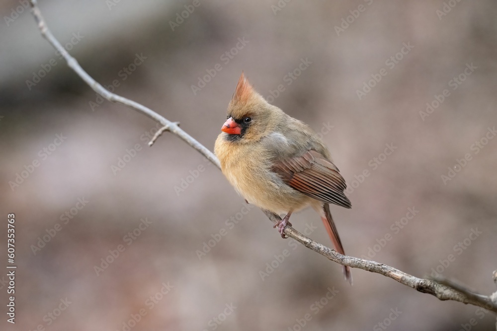 Female Northern Cardinal (Cardinalis cardinalis) Female Northern Cardinal (Cardinalis cardinalis)