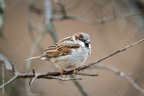 Male House Sparrow (Passer domesticus)