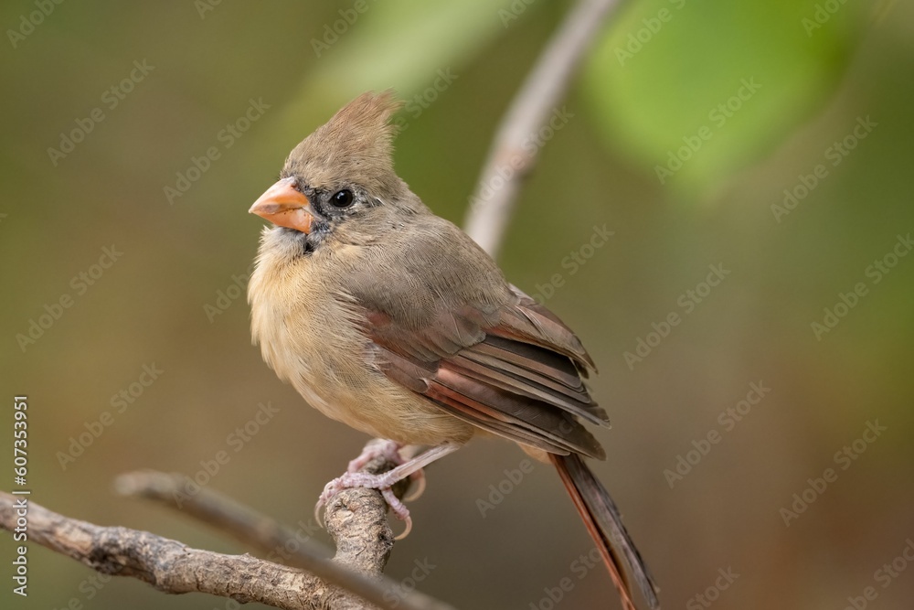 Closeup of a northern cardinal (Cardinalis cardinalis) perched on a branch on a blurred background Closeup of a northern cardinal (Cardinalis cardinalis) perched on a branch on a blurred background