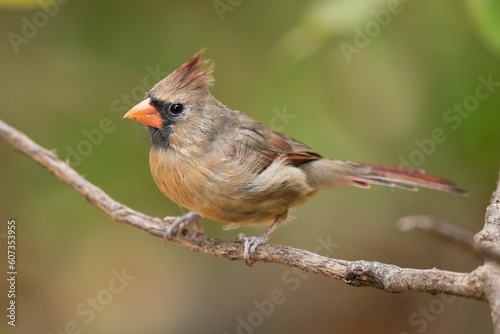 Closeup of a northern cardinal (Cardinalis cardinalis) perched on a branch on a blurred background
