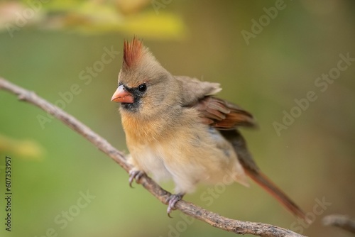 Closeup of a northern cardinal (Cardinalis cardinalis) perched on a branch on a blurred background