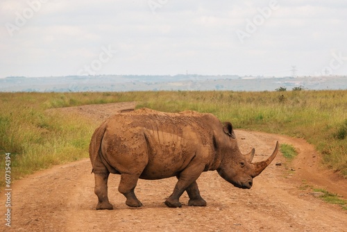 A white rhino walking on a dirt road at Nairobi National Park  Kenya