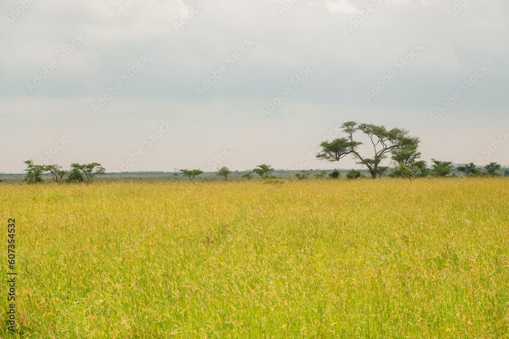 Savannah grassland landscapes amidst trees in Nairobi National Park,Kenya