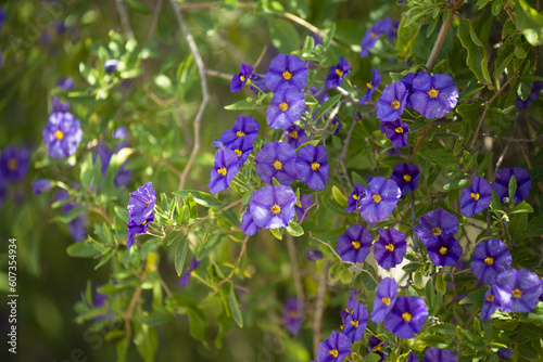 Arbustes en fleurs