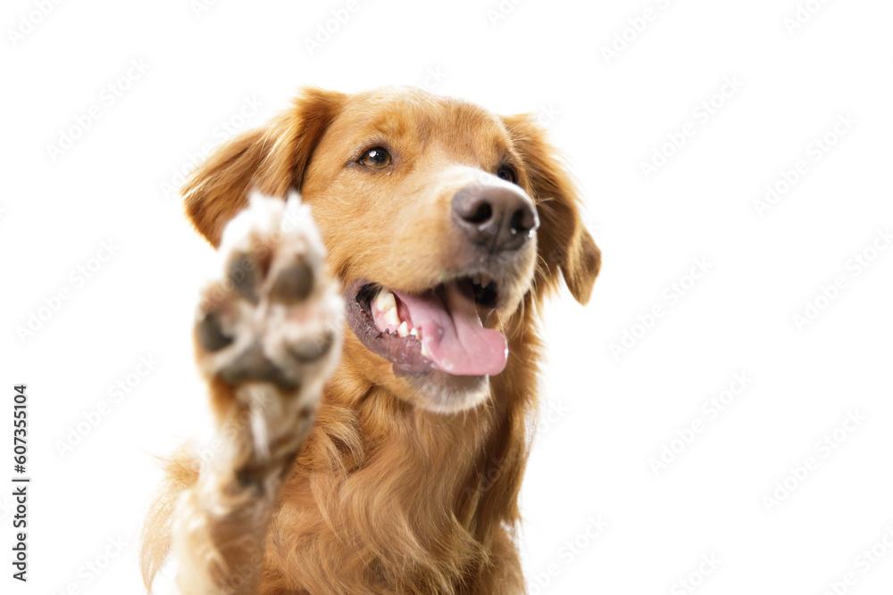 Portrait of a happy adult golden retriever dog pointing with his paw and smiling on isolated white background with copy space