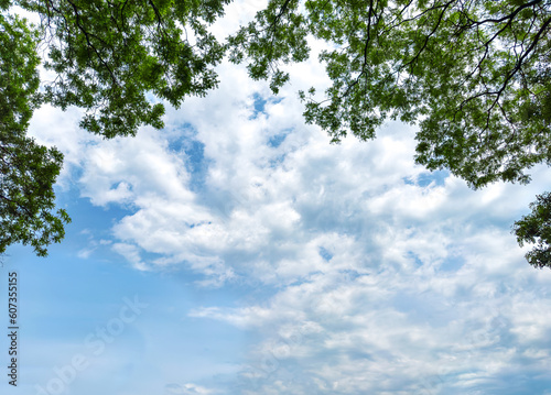 Part of the crown of a large tree against the sky.