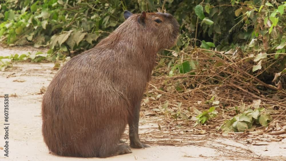 The capybara or greater capybara (Hydrochoerus hydrochaeris) is a giant cavy rodent native to South America The capybara or greater capybara (Hydrochoerus hydrochaeris) is a giant cavy rodent native to South America