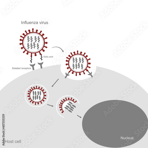 The infection pathway of Influenza virus that attacks to the host cell via Sialic acid and Sialated receptor of viral molecule and human cell, respectively.