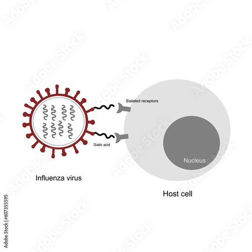 The picture of Influenza virus was attacking or infecting the host cell via sialated receptor and sialated acid.