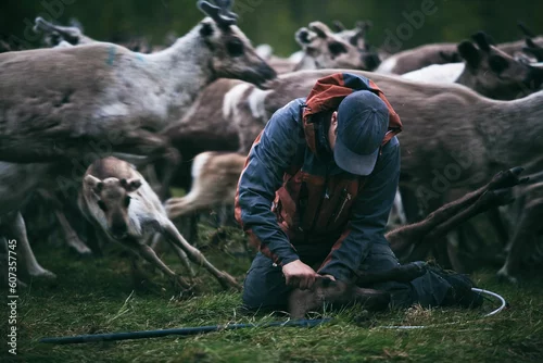 Obraz Group of reindeers in a field with farmer