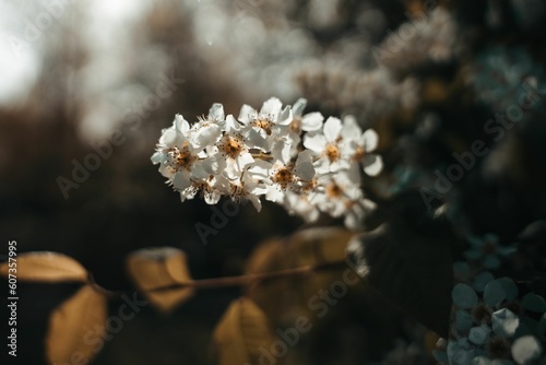 Closeup of a Bird cherry tree (Prunus padus) flowers against blurred background photo