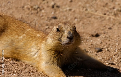 Wallpaper Mural Closeup shot of a Mexican prairie dog lying on the ground in the daylight Torontodigital.ca