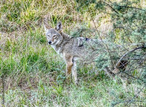 Scenic view of a coyote hunting in the Tres Rios Wetlands in Phoenix, Arizona © Rob Torres/Wirestock Creators