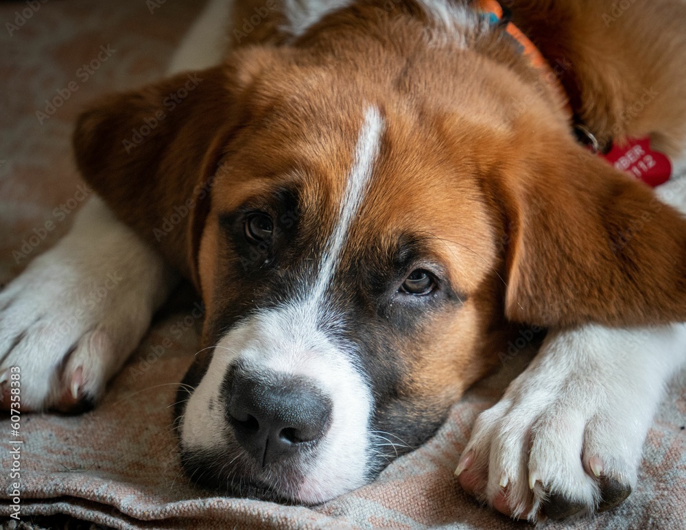 Closeup portrait of a Saint Bernard puppy laying indoor on a blanket looking at camera Closeup portrait of a Saint Bernard puppy laying indoor on a blanket looking at camera