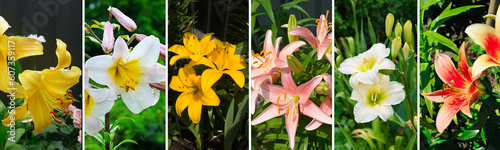 Flowers of lily and daylily in thegarden. Collage. Wide photo. photo