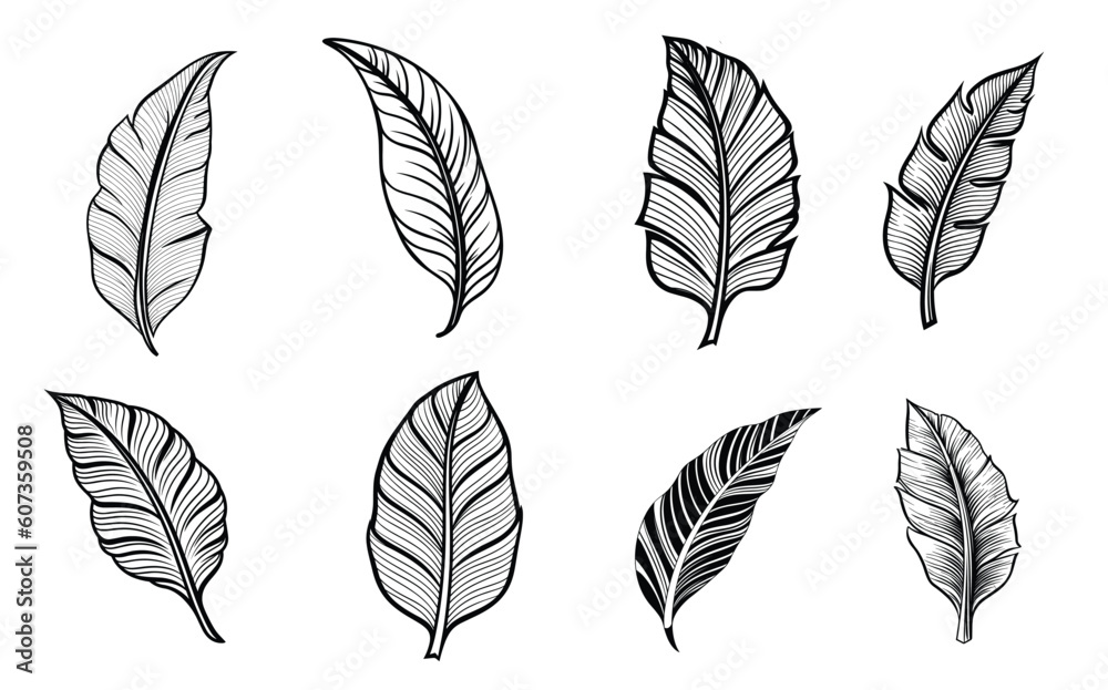 Set of banana leaves vector silhouettes. Black tattoo illustration. Suitable for logo art or textile Set of banana leaves vector silhouettes. Black tattoo illustration. Suitable for logo art or textile