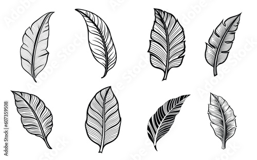 Set of banana leaves vector silhouettes. Black tattoo illustration. Suitable for logo art or textile