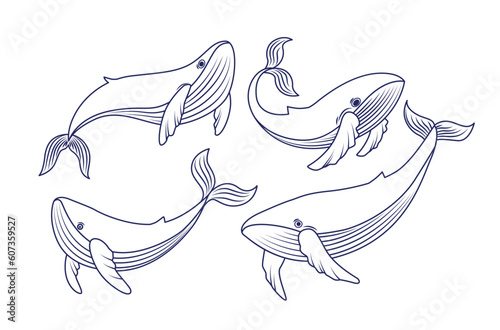 Vector drawing set with whales