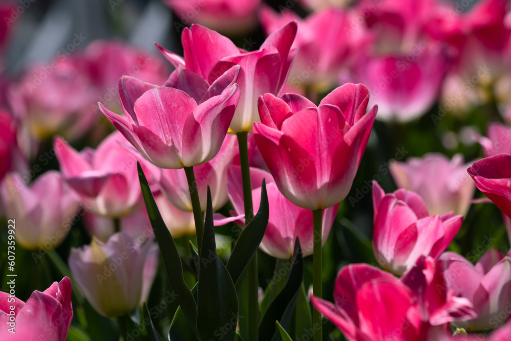 Pink tulips in focus. April flowers background photo.