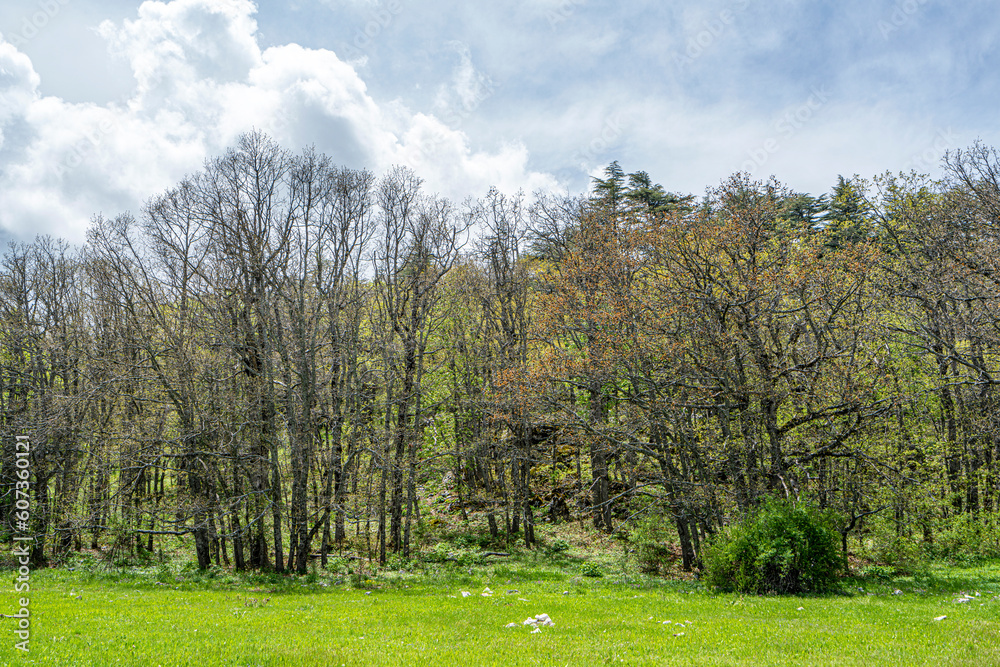 The beautiful Kasnak Meşesi is endemic tree and protected in the  Pulley Oak Nature Conservation Area In Isparta