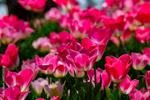 Pink tulips in full frame view. April flowers background photo