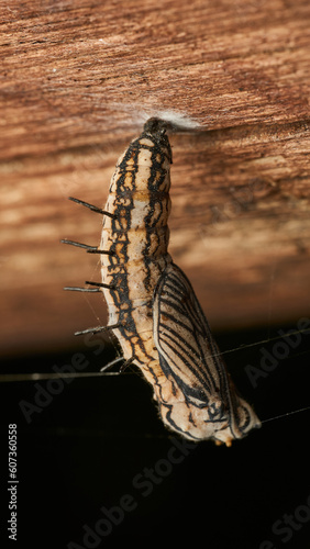 Details of a brown butterfly pupa hanging from a stick.