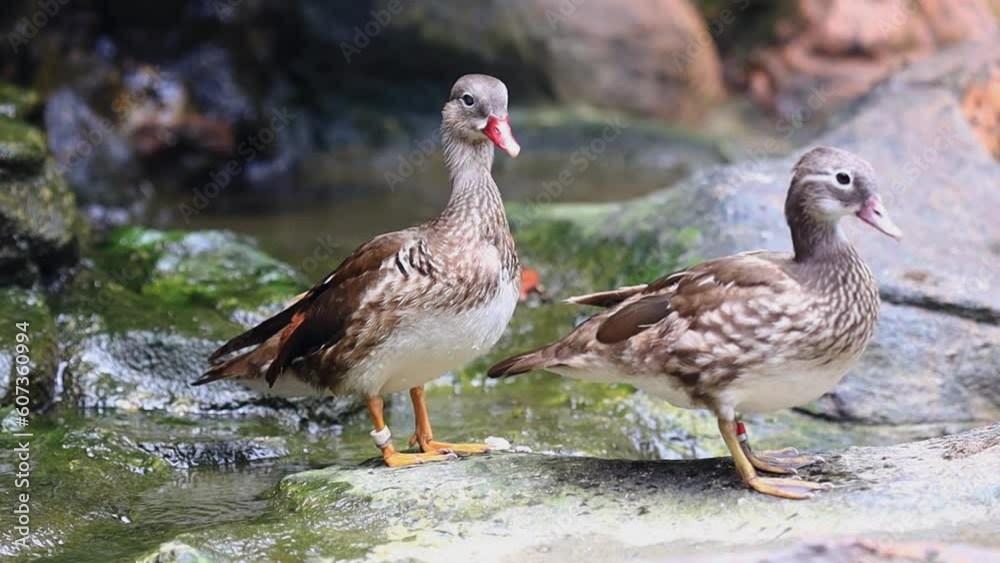 Cute wild ducks near the pond in the park