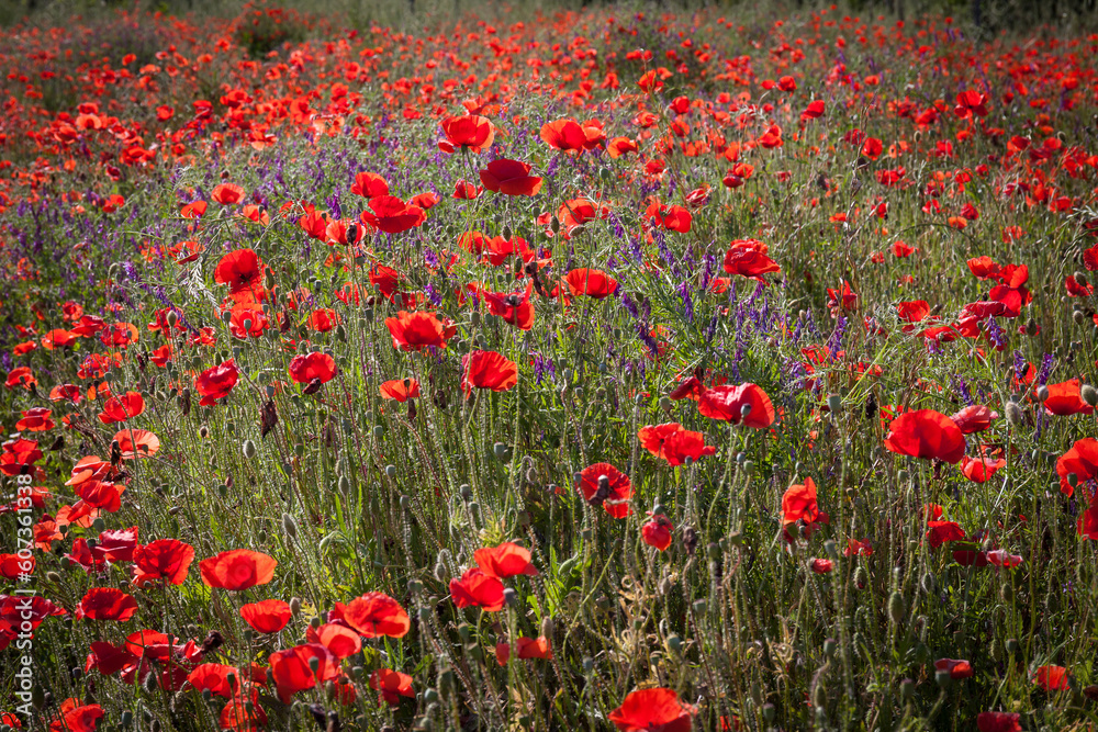 Red poppies field with violet wildflowers. Nature texture