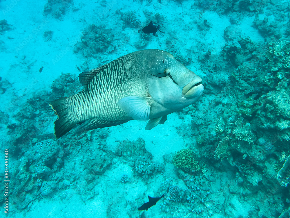 Fototapeta premium Napoleon fish. Red sea, Egypt