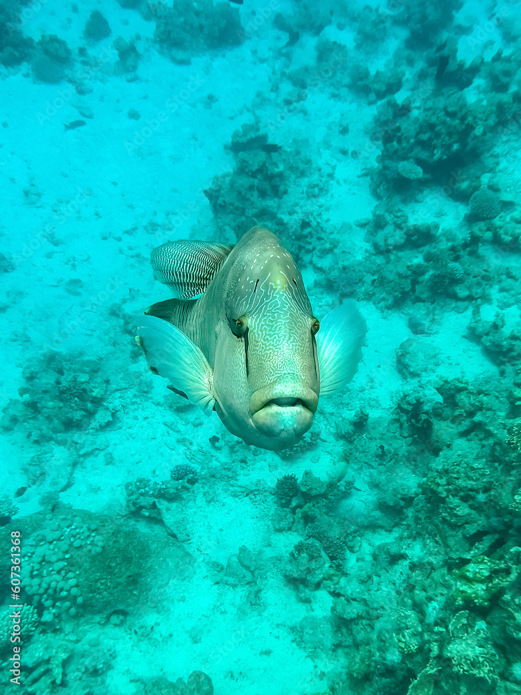 Fototapeta premium Napoleon fish. Red sea, Egypt