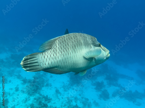 Napoleon fish. Red sea, Egypt
