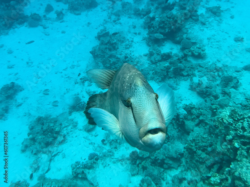 Napoleon fish. Red sea, Egypt