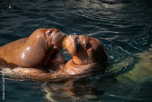 Closeup shot of two cute walruses kissing in the water