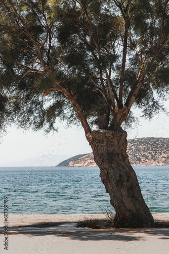 Tree near the coast of Cyclades islands,Greece